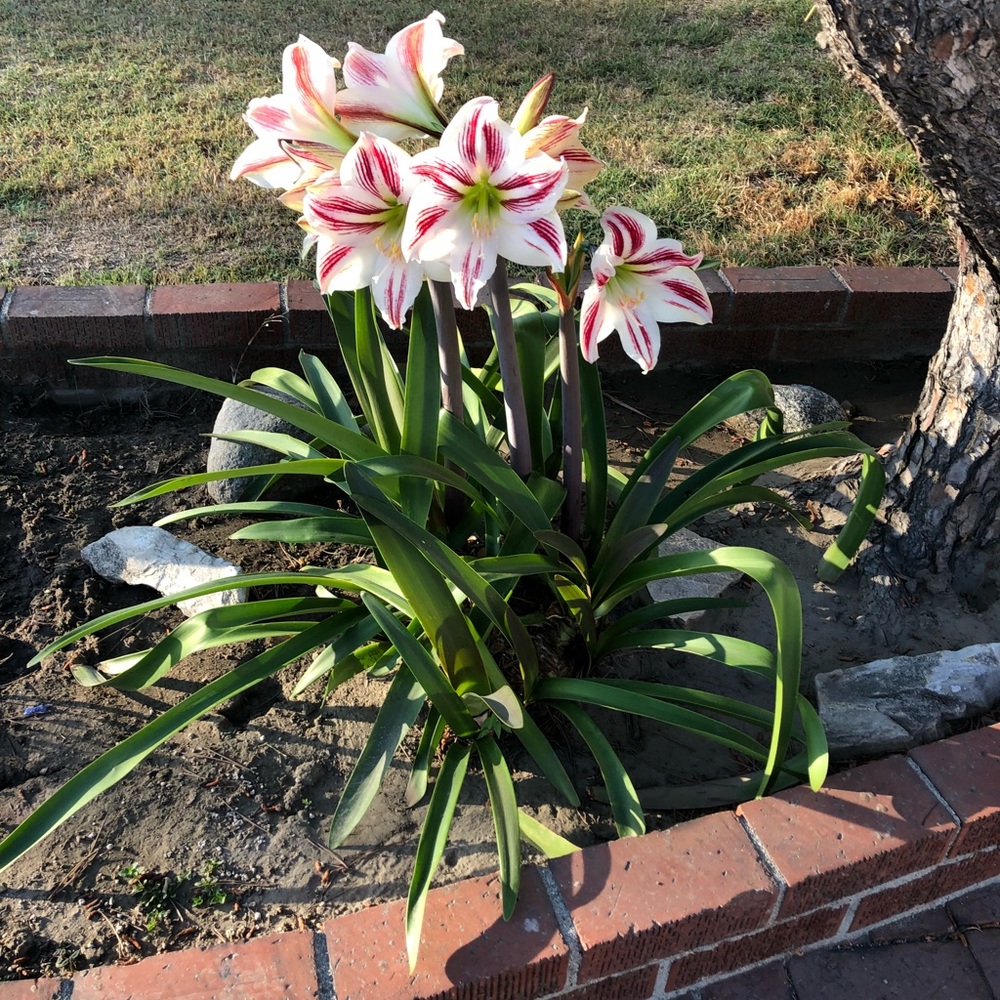 Meet your Posher, Rosalind